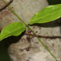 Vincetoxicum flexuosum var. tenuis (Blume) Schneidt, Meve & Liede